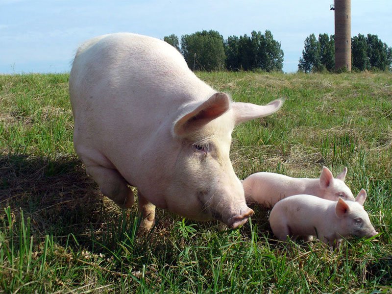 565d33e2c6ba48af15711b73cfa9b818 Скільки корму потрібно свині для відгодовування: особливості годівлі