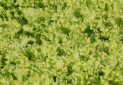 5bd4b00daccc18522ae820c774d94609 Як вирощувати салат у відкритому грунті