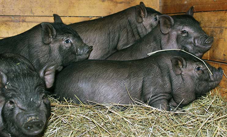 5eb2e26225b57eae6fa747779e347856 Вєтнамські свині: особливості розведення в домашніх умовах