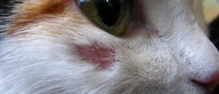 6fd7813fcc621b036a75aaa4e34f5037 Алергія у кішки: чим лікувати, симптоми (харчової, на укуси бліх), ніж зняти алергію (ліки супрастин, діазолін, таблетки, антигістамінні препарати, краплі), корми