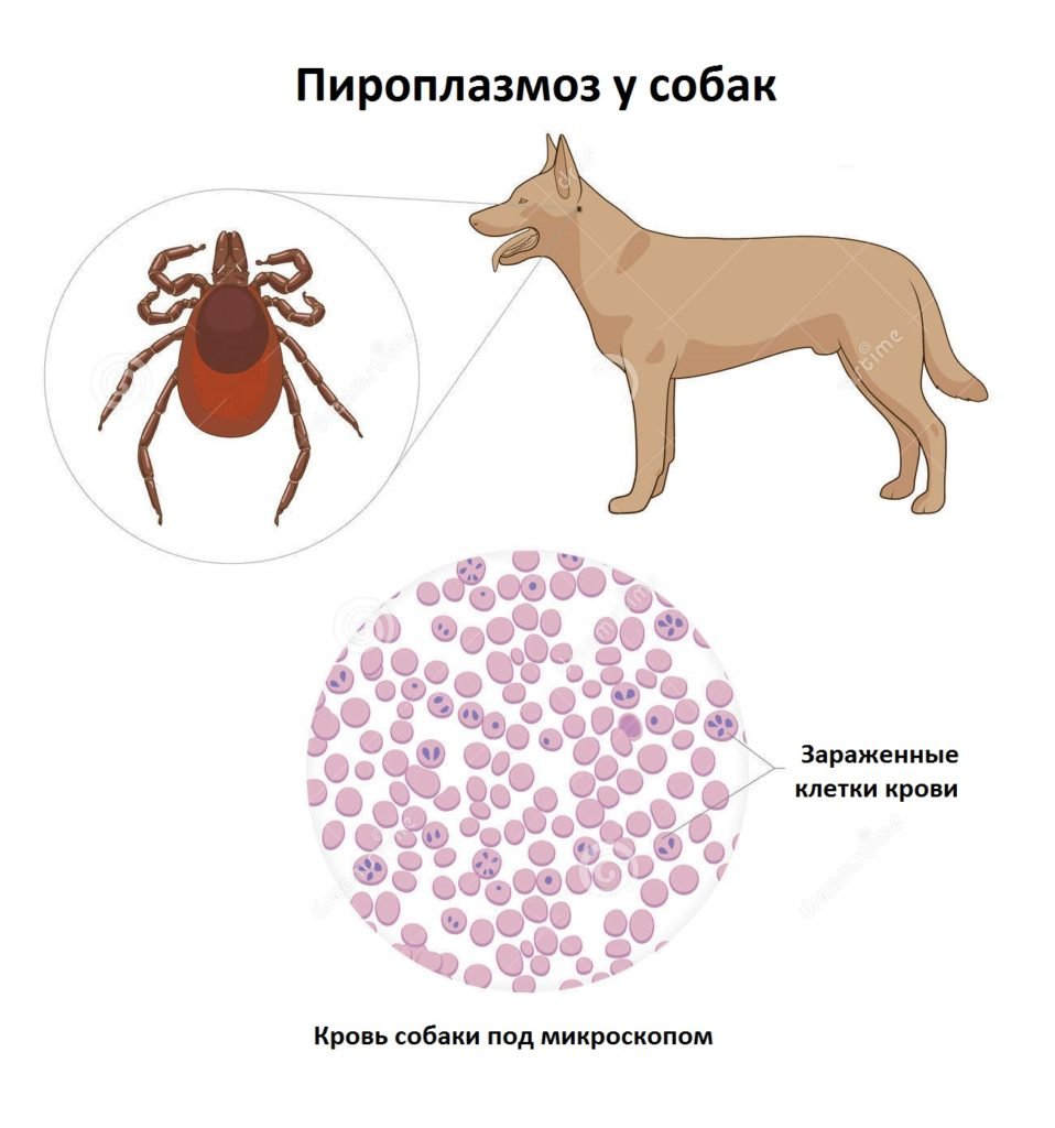 762dc4055a28fcee4c34f5789f056d7b Укус кліща у собаки: симптоми і наслідки, ознаки хвороб, після лікування в домашніх умовах