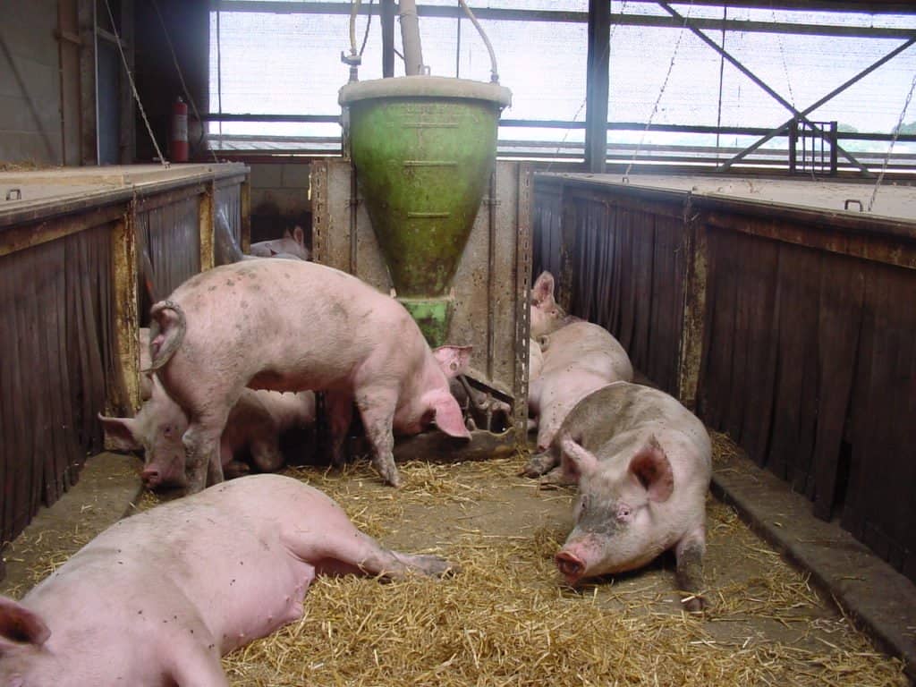 8461b068659153ec59372179a52952a0 Правильний забій свині для отримання якісного мяса