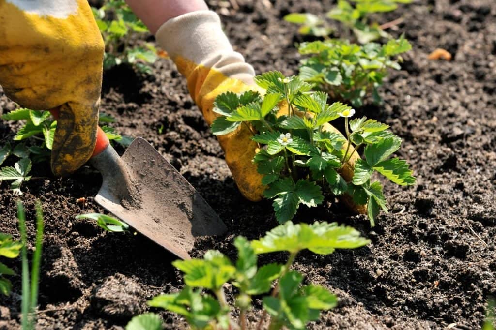 84e2f852b7d21ce74e7097cfe7c9e341 Як правильно доглядати за полуницею: вирощування, як правильно садити, добриво восени і навесні, хвороби і шкідники