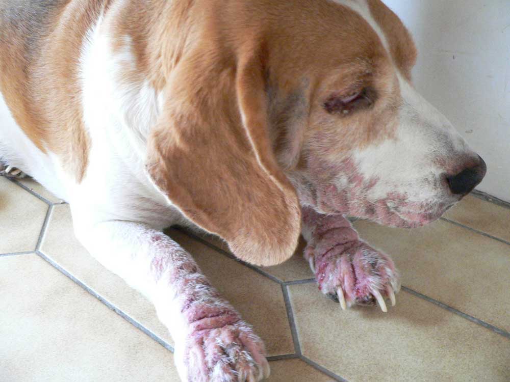 8cb4d2b16f0b39f1a29ceddee79b3d1d Прояв алергії у собак: симптоми і лікування, фото, як виглядає, ознаки