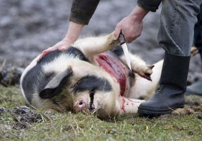 8f5b2b1387cdefb11d574d6494135e83 Як дізнатися в загулі чи свиня? Чи можна різати свиню, коли вона гуляє?