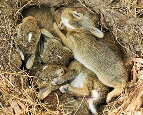 907d03433842297ab689c40676851385 Розмноження кроликів в домашніх умовах