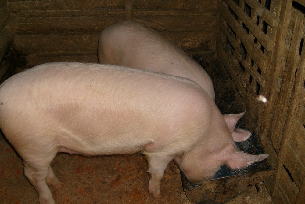91dfabf8b53f070bbe13e172ebf39f5a Скільки можуть жити свині різних порід у різних умовах
