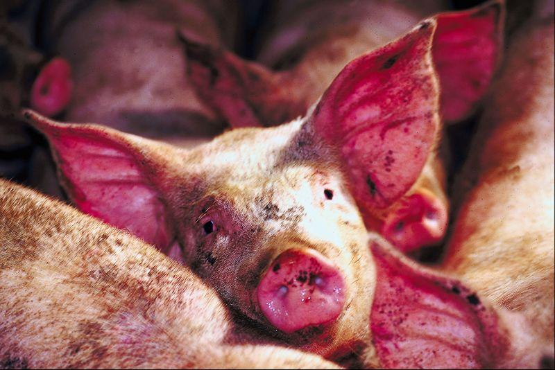 968ec5c7560e760a41b61627a275f449 Хвороби свиней: огляд найбільш частих захворювань