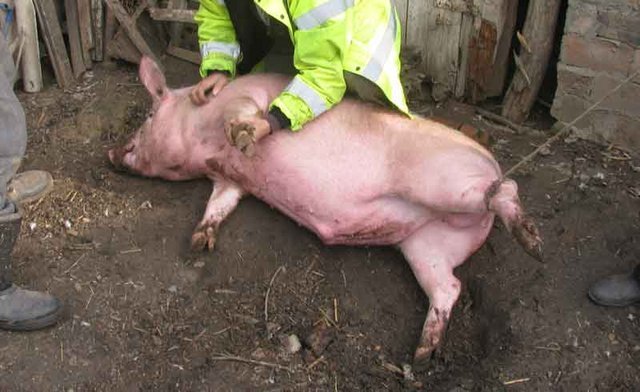 9f0fd1beb82d91c3d882fa4e08b57bb6 Як дізнатися в загулі чи свиня? Чи можна різати свиню, коли вона гуляє?