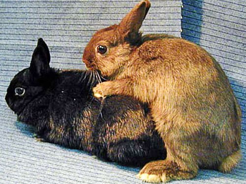 a2610619bdacb6da0c7e1e3ac442c098 Розмноження кроликів в домашніх умовах