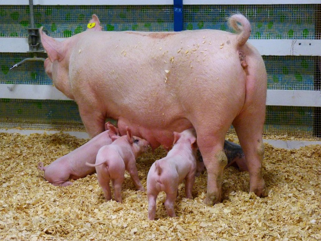 a5678b370ac5a82aa986f5849fd21c3c Хвороби свиней: огляд найбільш частих захворювань