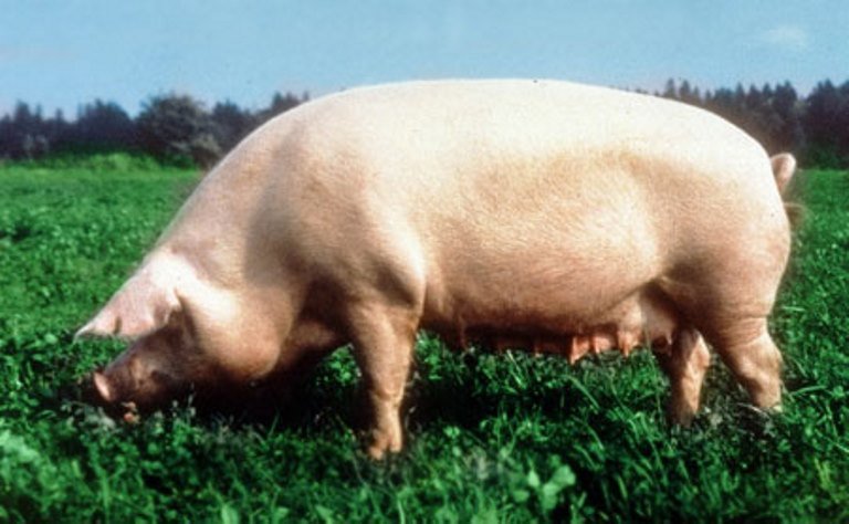 a6fe7227fb1c5e467adb3f8cfd16eaa8 Йоркширські свині: мясо на противагу сала