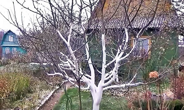 ab80782fe96c933d35eeb502fa3c5baa Коли білити дерева в саду восени