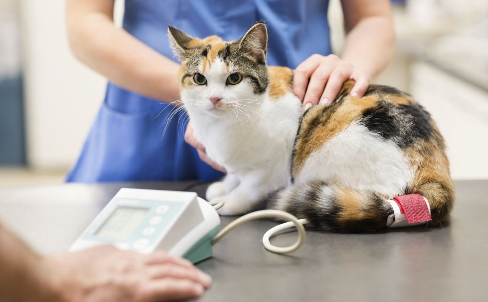 b296a641692480827aca801a2b317341 Цистит у кота: симптоми і лікування, препарати, як довго лікується, профілактика