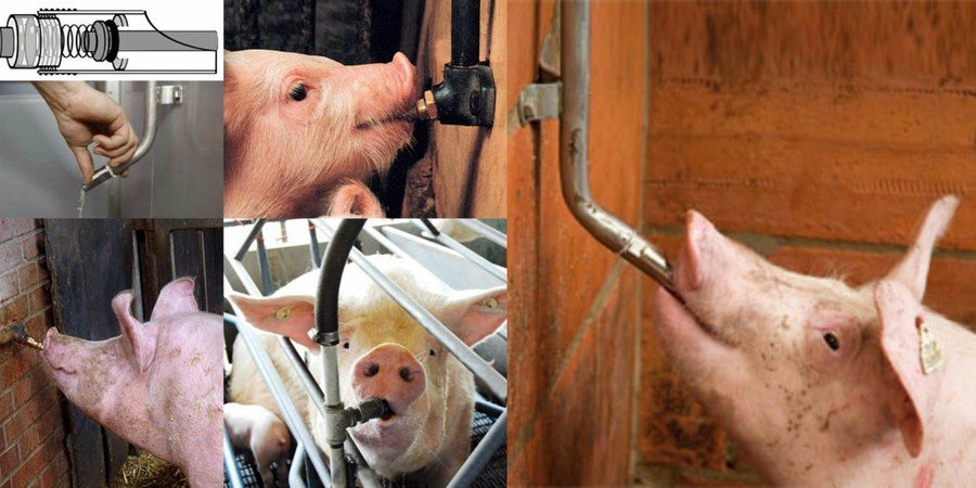b53eb372389691057f3f649110e00fbc Поїлки для свиней: купувати чи виробляти самим?