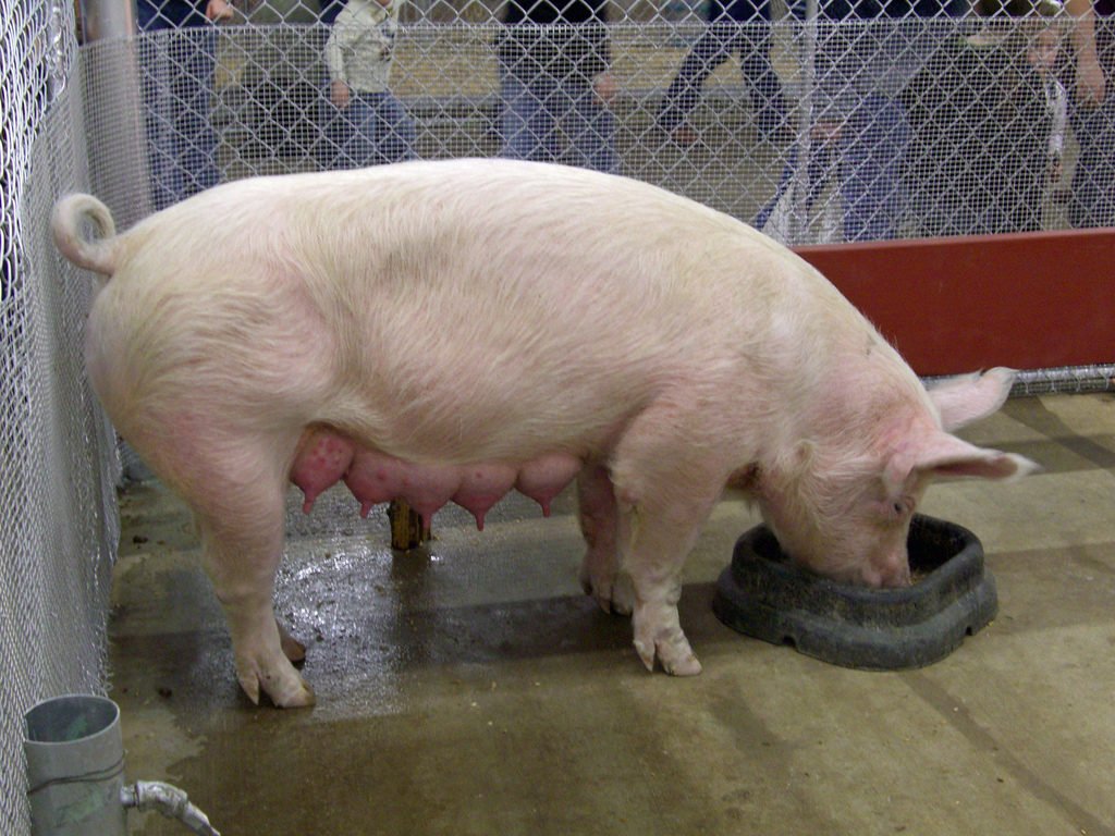 b59873ca968035c9ca4458f44442a8ce Вагітність у свиней. Ознаки, терміни виношування, раціон харчування в цей період