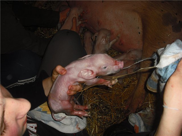 bace37a4583912c22dd3babeb7c838df Скільки поросят народжується у свині при опоросі?