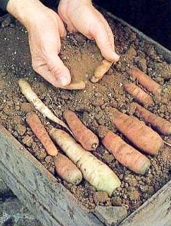c26ac0f03c01d17d9911a09dfd62b6f0 Як зберігати моркву в погребі взимку