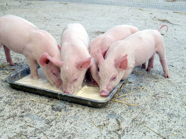 c8d93a0c170ecbeb340454730fce8fab Як правильно вигодувати новонароджених поросят без свиноматки