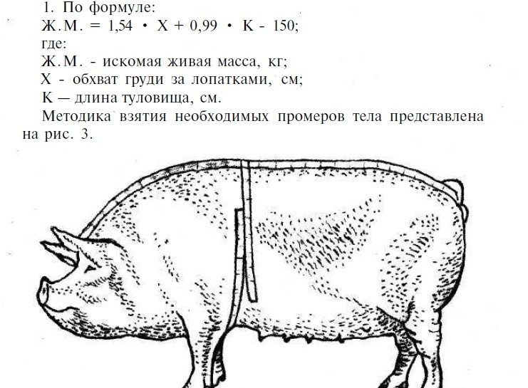 c9233f596b63b43f43a0f70738bedfae Як визначити вагу свині без ваг по обмірам