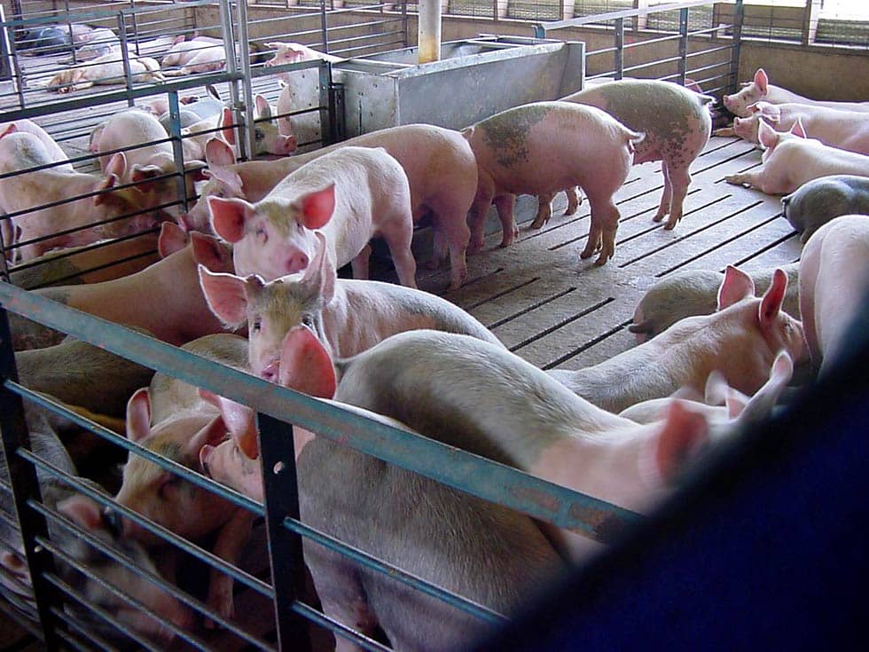 cf46e7a57ed0401ecb5f02e8599b1c45 Вигідно розводити свиней на продаж мяса і сала