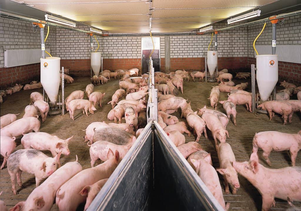 eeacec992b26093994b5ff14c609998b Вигідно розводити свиней на продаж мяса і сала