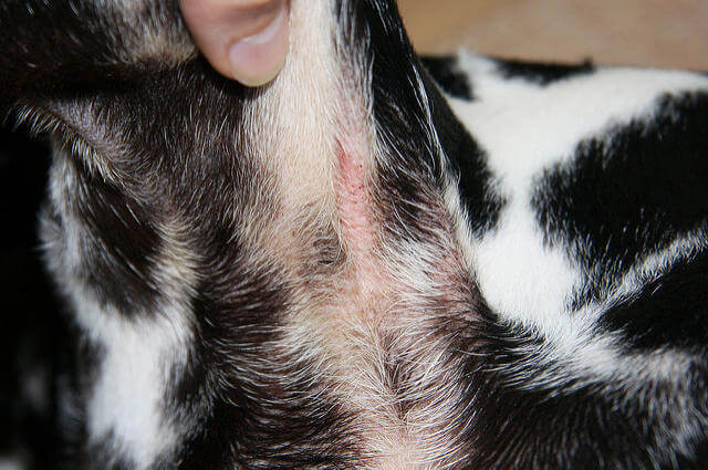 ef934826586c7ec6b9c21618ae6b281b Прояв алергії у собак: симптоми і лікування, фото, як виглядає, ознаки