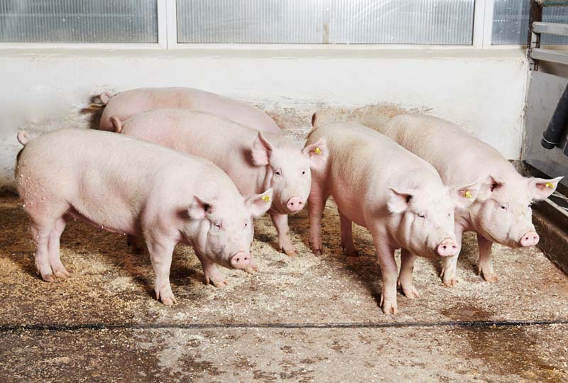 efd0a269b26792451a236133f0a7e3cb Яку породу свиней вигідно розводити в господарстві?