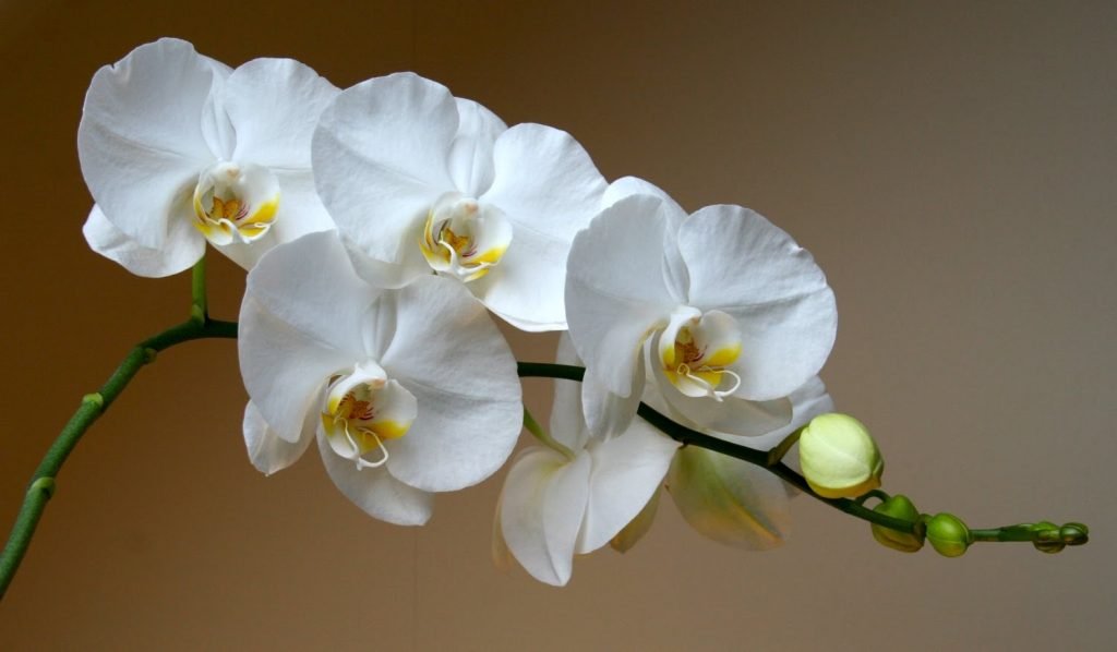 f903544fa22732c13ce6ec91fa261404 Як доглядати за орхідеями в домашніх умовах в горщику, щоб цвіла: фото, догляд після покупки