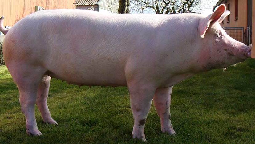 fc7a4d01d91b87168b4088bb29075196 Велика біла порода свиней: особливості догляду і розведення