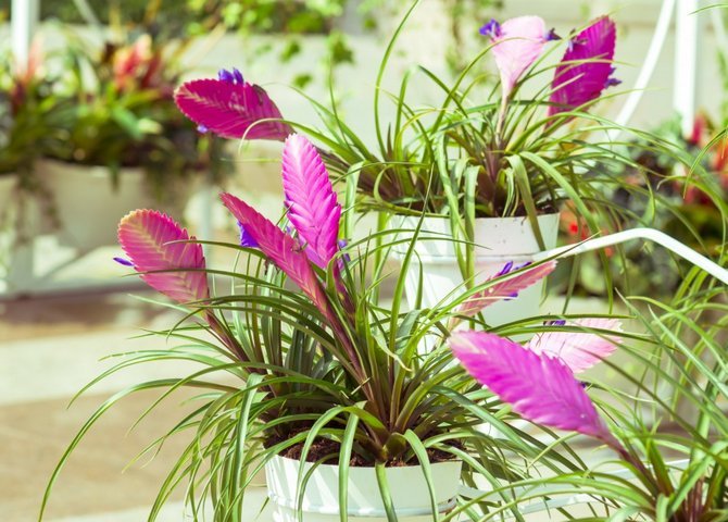 fe254eb1369f03888df4e4ab162499c0 Тропічні рослини в домашніх умовах: фото та назви, умови вирощування вдома