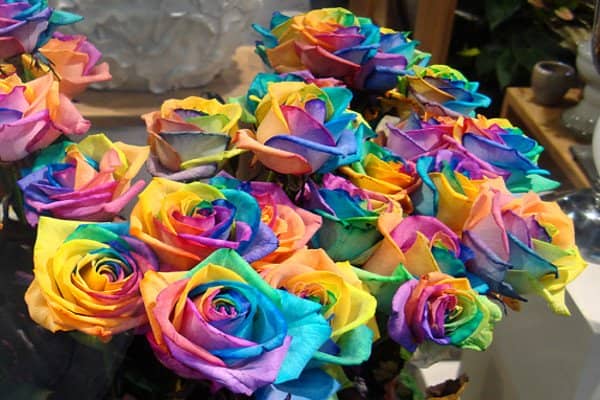 509f1fdfb4875185a158724f3f7ae86c Як самому зробити різнобарвну троянду