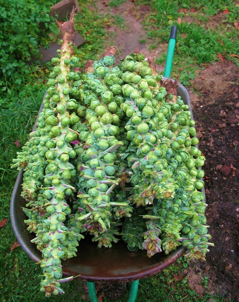 37adb467cd87abde03bf05a7197b6654 Коли садити брюссельську капусту на розсаду: як вирощувати у відкритому грунті