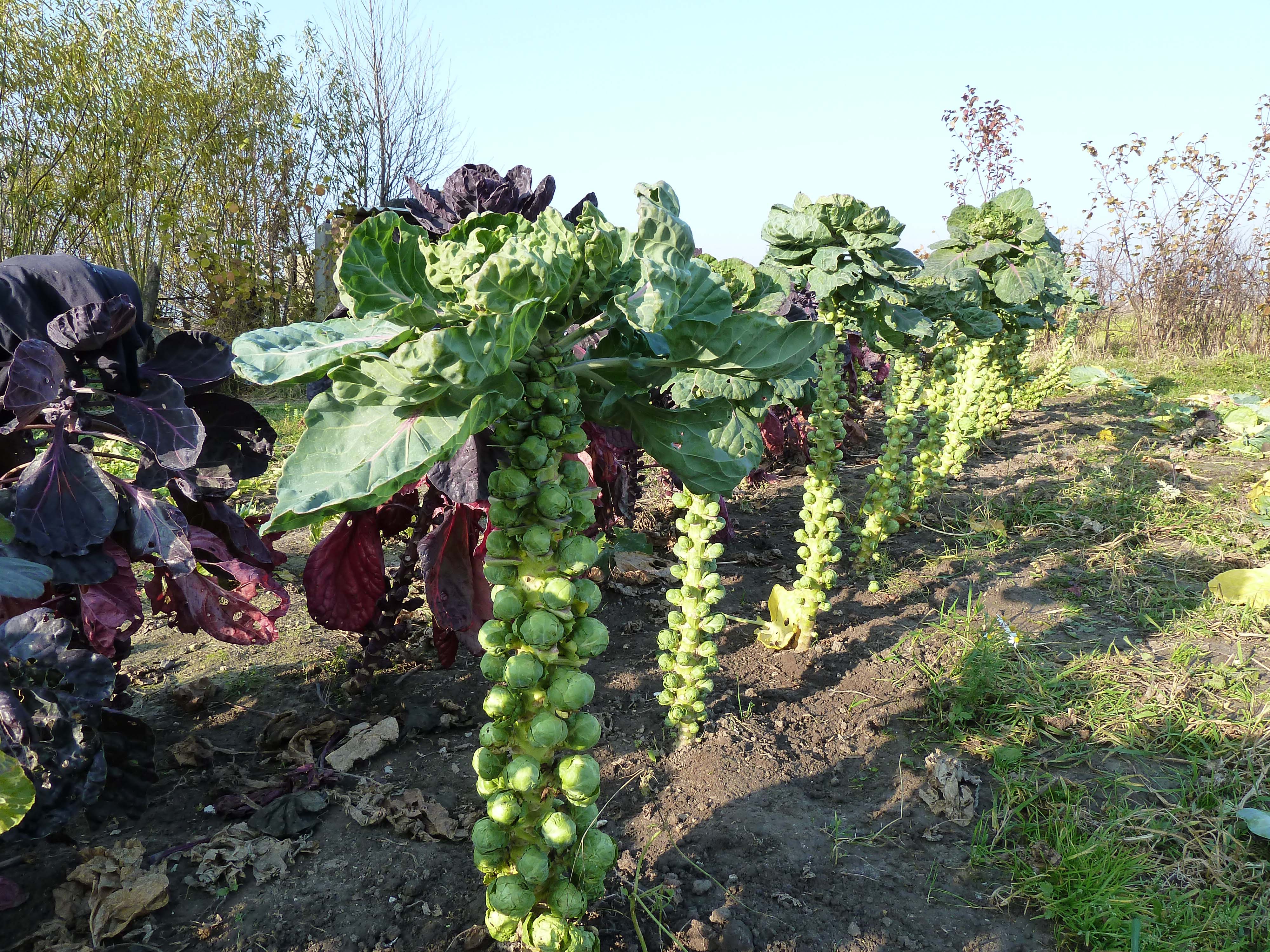 a8a35b8fb964c4161c5f027a0318dba3 Коли садити брюссельську капусту на розсаду: як вирощувати у відкритому грунті