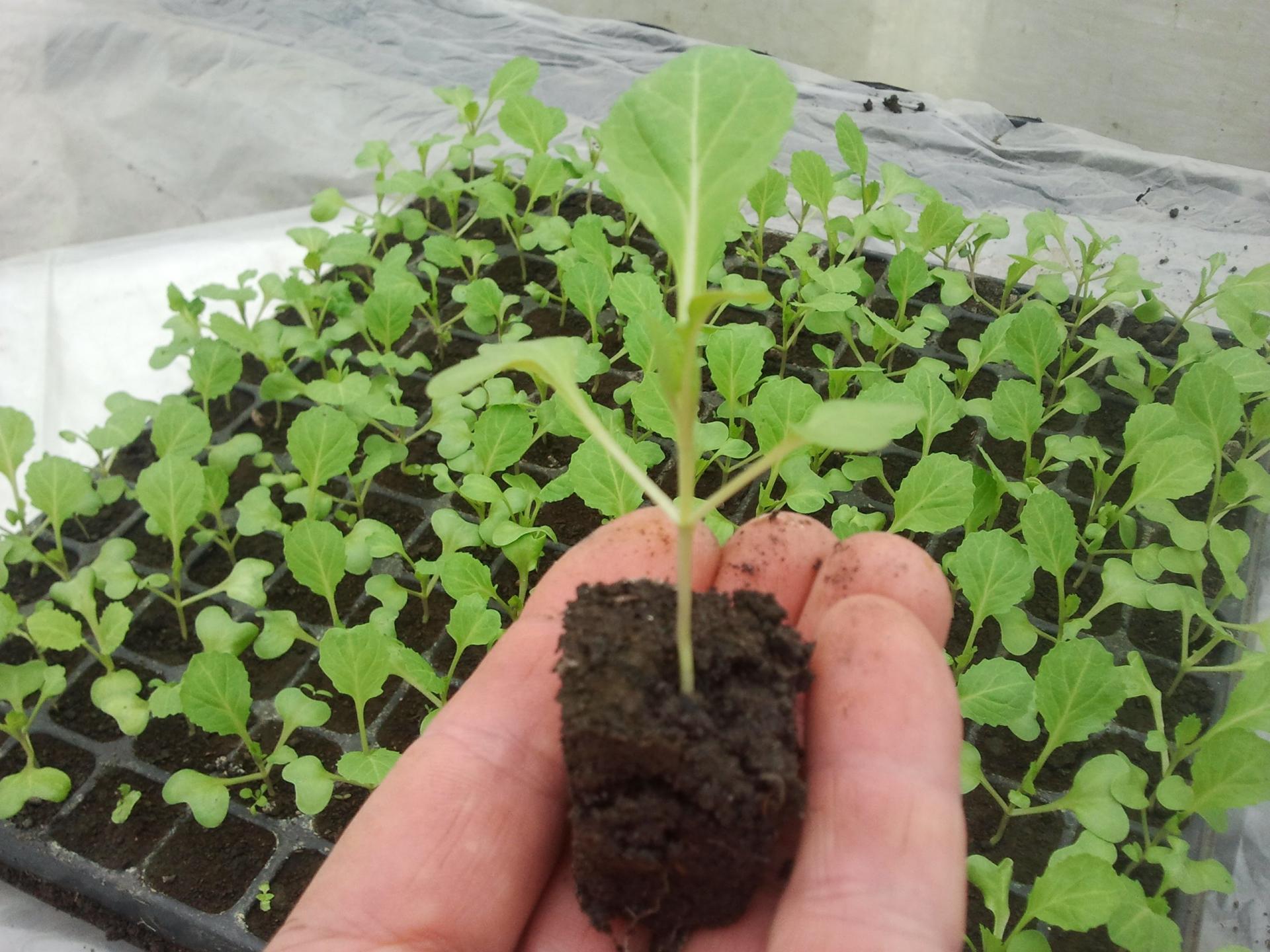 ab0cf2301433d29d3a3b92789dfaf116 Коли садити брюссельську капусту на розсаду: як вирощувати у відкритому грунті