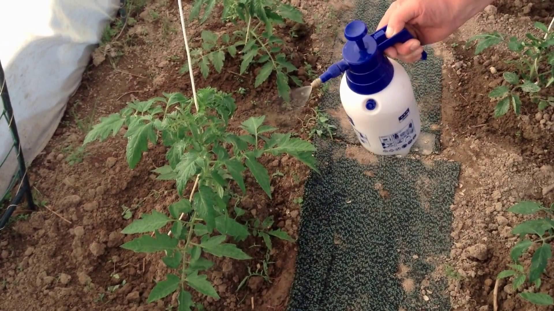  Чим обробити розсаду томатів від хвороб будинку: обробка, профілактика, ніж обприскувати