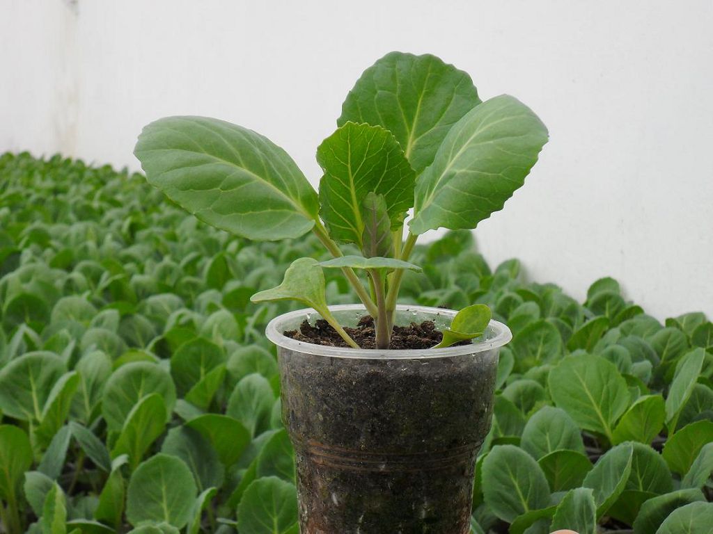 dd22840bd0e53a443342cc9d08542297 Коли садити брюссельську капусту на розсаду: як вирощувати у відкритому грунті
