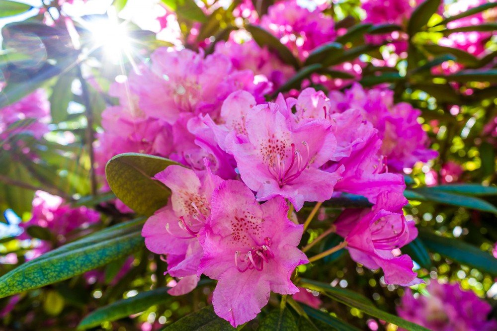 cvetok rododendron: posadka i ukhod, vyrashhivanie, foto cvetov32 Квітка рододендрон: посадка й догляд, вирощування, фото квітів