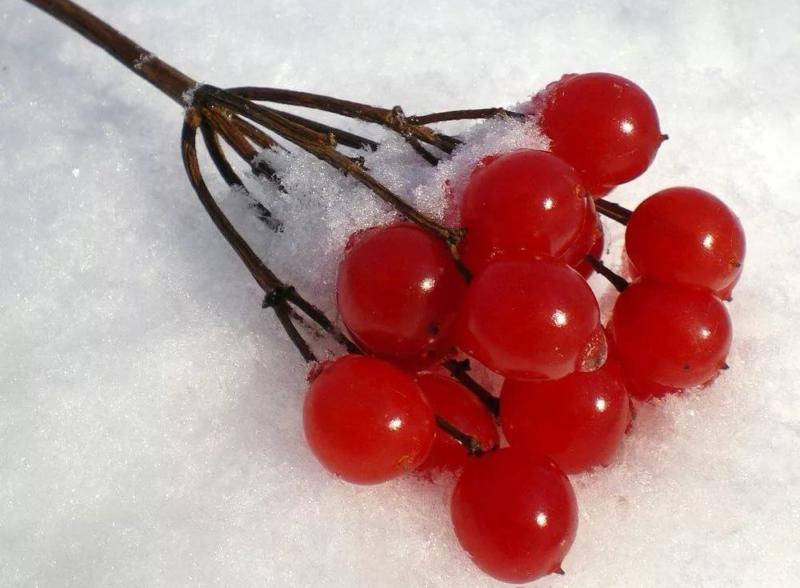 kalina s medom na zimu: recepty prigotovleniya51 Калина з медом на зиму: рецепти приготування