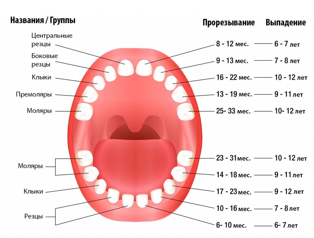 vo skolko rezhutsya zuby u grudnichkov: kak ponyat, priznaki, v kakom vozraste, kak dolgo52 У скільки ріжуться зуби у немовлят: як зрозуміти, ознаки, в якому віці, як довго