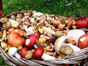 zasolka gribov kholodnym sposobom: recepty prigotovleniya170 Засолювання грибів холодним способом: рецепти приготування