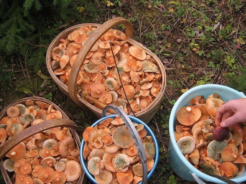 zasolka gribov kholodnym sposobom: recepty prigotovleniya171 Засолювання грибів холодним способом: рецепти приготування