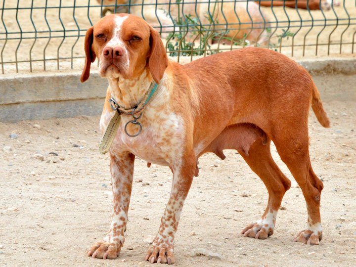 00cdbf99399a4555bd4bfb5eeb4c32b6 Каталбурун (Турецька гонча): опис породи собак з фото і відео