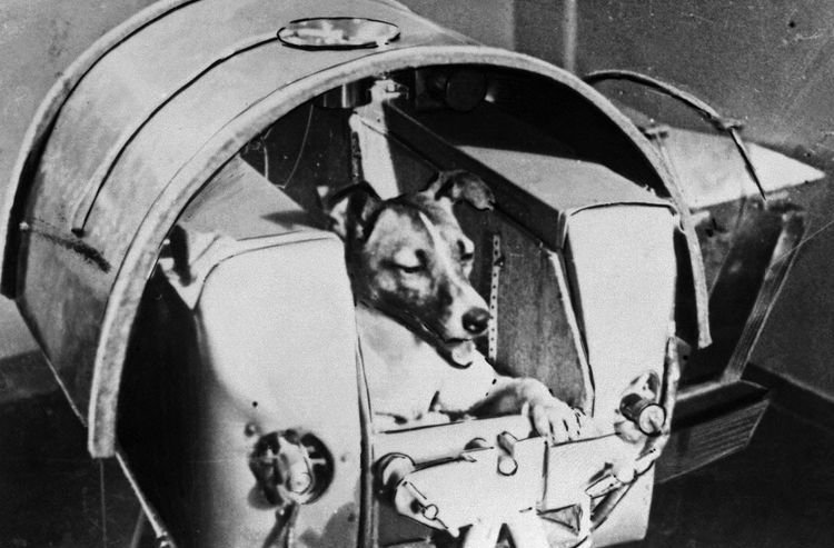 03cbbbc0ea46c8effb739a3401035068 Перші собаки в космосі | фото, які перші полетіли, лайка