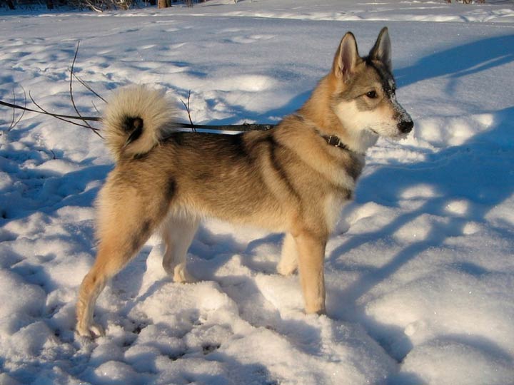 048be7abe102a9977efd50eea29e9e16 Західносибірська лайка (ЗСЛ): опис породи собак з фото і відео