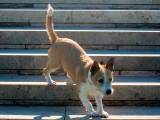 08de40f8c820fae63c4c426aee66f258 Алопекис (Маленька грецька собака): опис породи з фото і відео