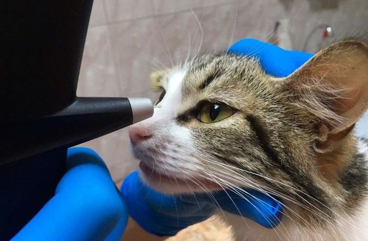 0966ae82a3bfa3baea0be92d4ece9b2f Більмо на оці у кішок і котів | як лікувати, що робити, фото