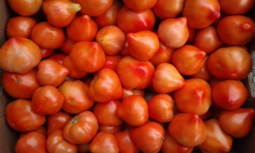 09f08d64439219515d919a0a79e527fc Кращі сорти томатів для відкритого грунту + які сорти помідор (томати) найурожайніші