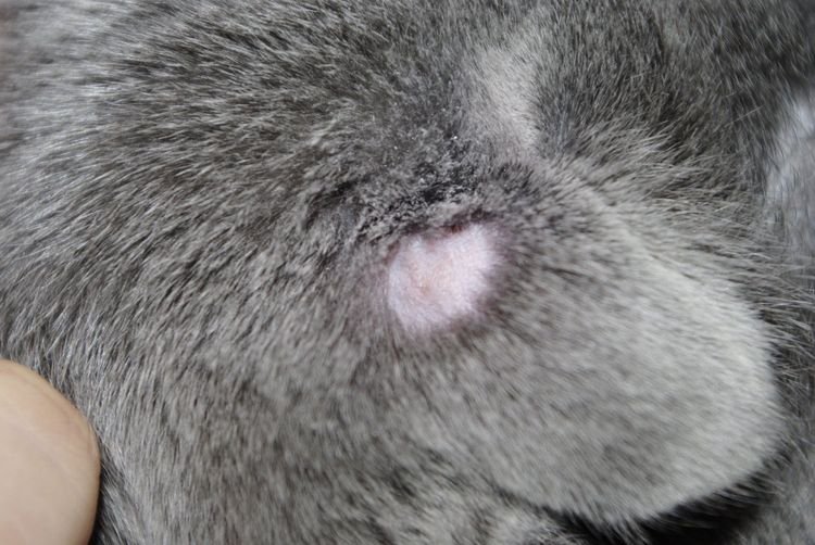 0ae960919d1bb22d816d343daaea30dd Трихомоніаз на шиї і голові у кішок: причини, лікування, що робити