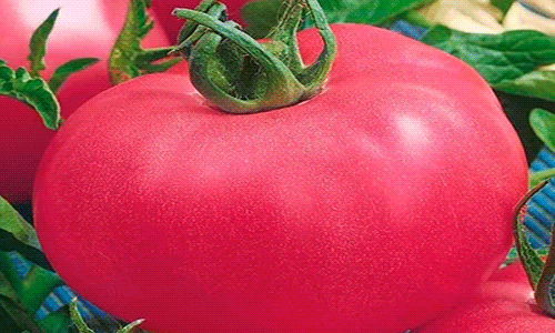 0af59d3a754bc0371bb0abb64db08d8d Кращі сорти томатів для відкритого грунту + які сорти помідор (томати) найурожайніші